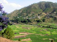 Plantação em Uttaranchal