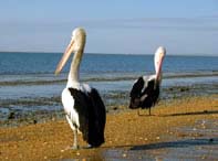 Pelicanos em Queensland