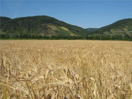 campos de trigo