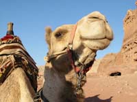 Camelo - que bicho engraçado!