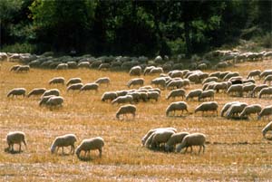 Rebanho de Ovelhas - Cenário comum em várias regiões da Espanha. Itero de La Vega - Palencia