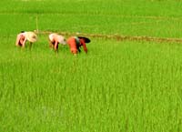 Plantação de arroz