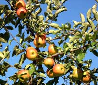 Macieira na beira da estrada