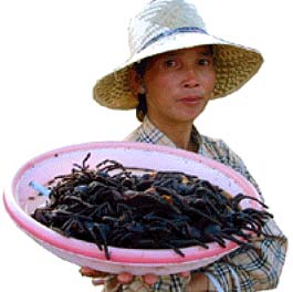 Vai uma aranha frita? Vai uma aranha frita?