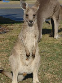 Canguru - Austrália