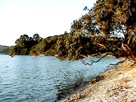 Coromandel