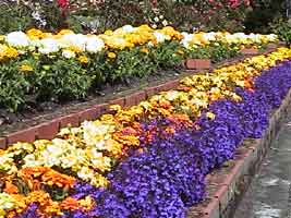 O que mais chama atenção no pais são os jardins bem cuidados, tanto em grandes cidades como em vilas , em mansões ou casas mais humildes. Chegam a plantar flores nos lugares mais visitados e fotografados, como uma forma de enriquecer e dar uma moldura para a fotografia a ser tirada!