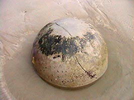 Moeraki Boulder: situadas entre Dunedin e Christchurch, estas intrigantes formações rochosas são constituídas pelo mineral calcita e na verdade são como se fossem espeleotemas (formações rochosas encontradas em cavernas) gigantescas