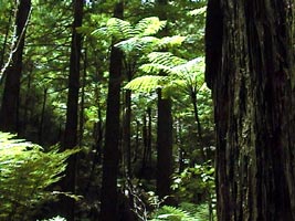 A Silver Fern é uma samambaia gigante e um dos símbolos do pais