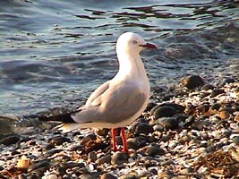 Gaivotim: a diversidade de aves marinhas impressiona. Além disso , pelo fato de em Aoeratoa não haver predadores terrestres, "a evolução não ensinou" a estas aves terem medo do homem e de seus cães e gatos (isto custou a elas muito caro!)