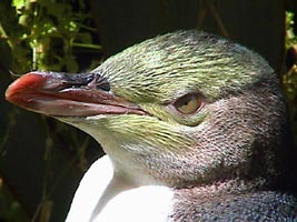 Pingüim