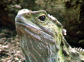 Tuatara