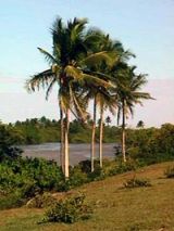Ecossistemas Brasileiros: Vitória(ES) - Prado(BA)